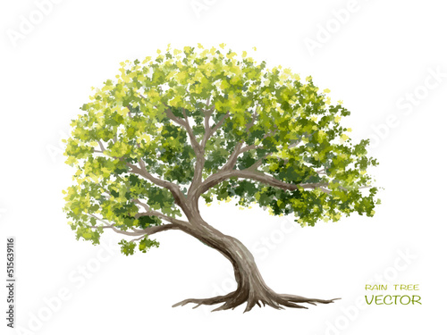Vector watercolor of rain tree side view isolated on white background for landscape  and architecture drawing, elements for environment and garden,botanical for section  photo