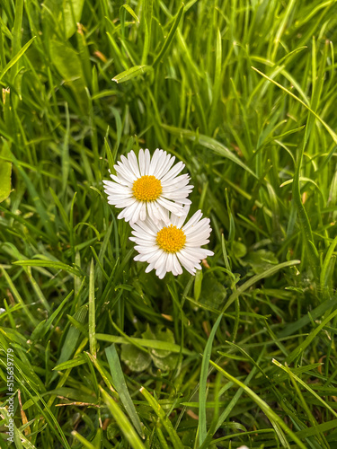 Daisy flowers portrait