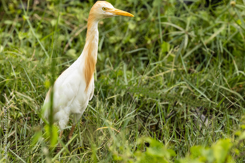 heron heron