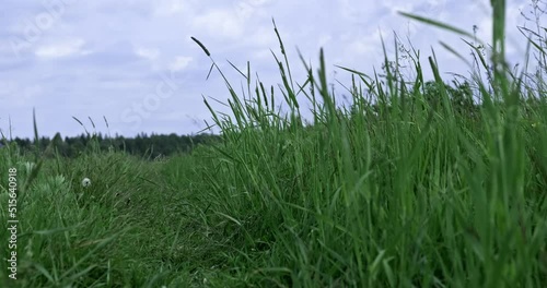 Windy weather during the day, strong wind in the meadow, wild grass swaying from the wind, wildlife, thunderstorm in the field. High quality 4k footage