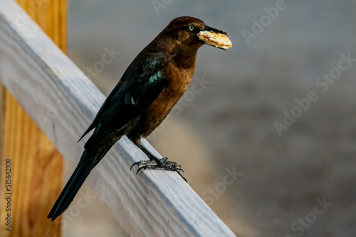 Crow wants a Cracker