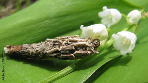 Bacotia claustrella bagworm caterpillar in a selfmade case feeding on lily-of-the-valley flower photo