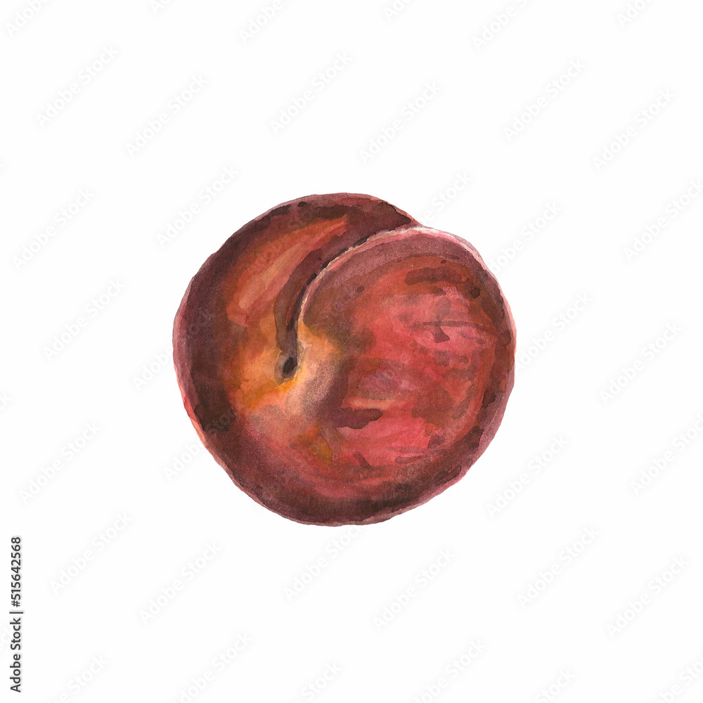 Fototapeta premium burgundy red orange fluffy peach nectarine watercolor painting