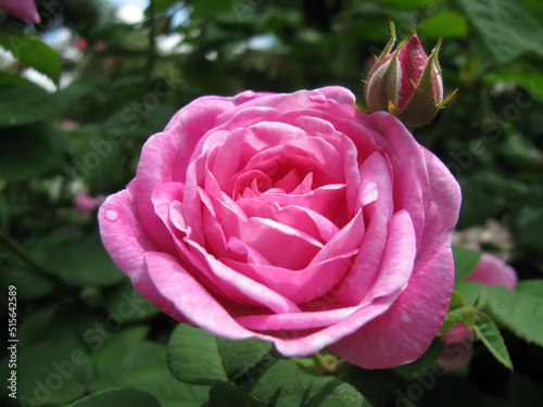 Damask rose	freshly blossomed in the morning