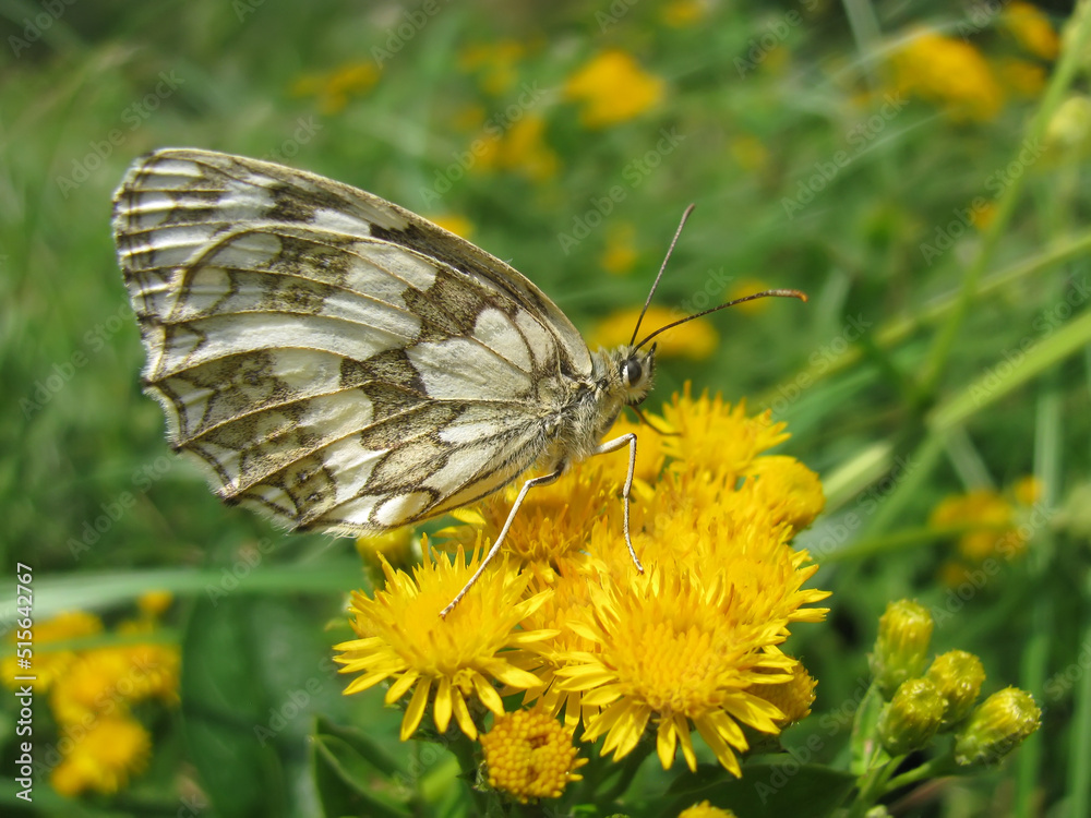 Ventral view of Marbled white butterfly female sitting on bright yellow Inula wildflowers Ventral view of Marbled white butterfly female sitting on bright yellow Inula wildflowers