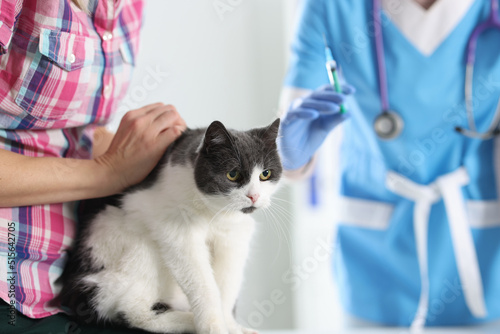 Veterinarian doctor vaccinating cat at vet clinic