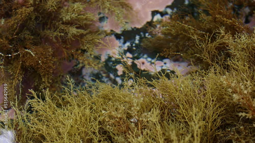Seaweed, algae, small shells underwater. Slow motion of the camera. 4K Seaweed, algae, small shells underwater. Slow motion of the camera. 4K