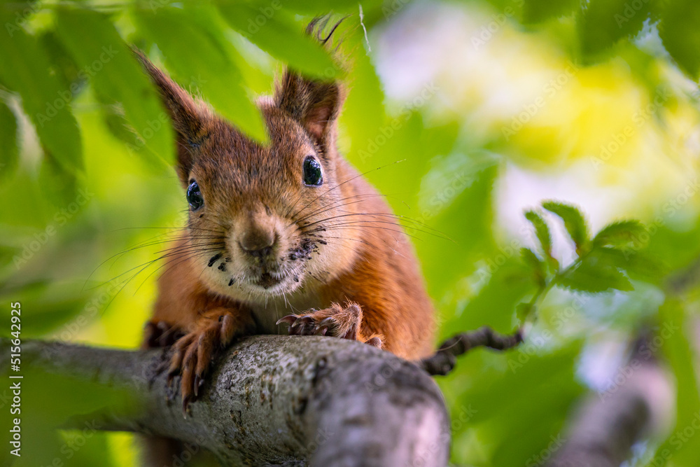 A red squirrel in a tree (Sciurus vulgaris) A red squirrel in a tree (Sciurus vulgaris)
