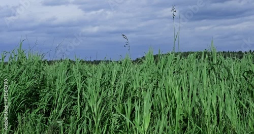 Windy weather during the day, strong wind in the meadow, wild grass swaying from the wind, wildlife, thunderstorm in the field. High quality 4k footage