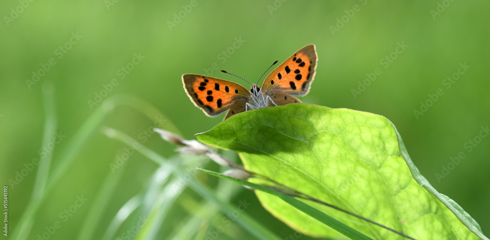 Fototapeta premium Small Copper butterfly peeking over a leaf, Wales