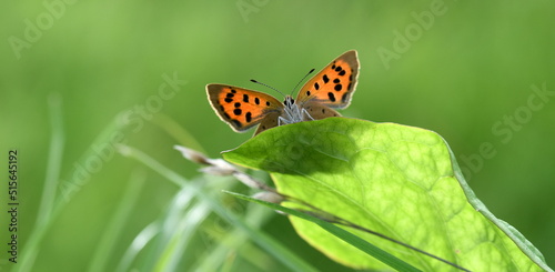 Small Copper butterfly peeking over a leaf, Wales