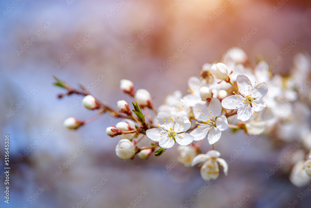 Cherry blossom branch in the garden in spring
Cherry blossom branch in the garden in spring
