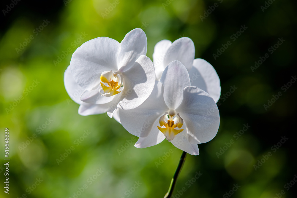 White Orchid branch on green natural background
White Orchid branch on green natural background