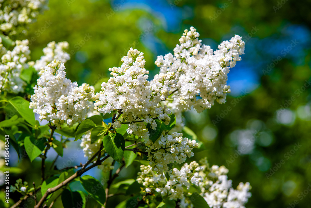 Inflorescence of a white lilac against a blue sky
Inflorescence of a white lilac against a blue sky