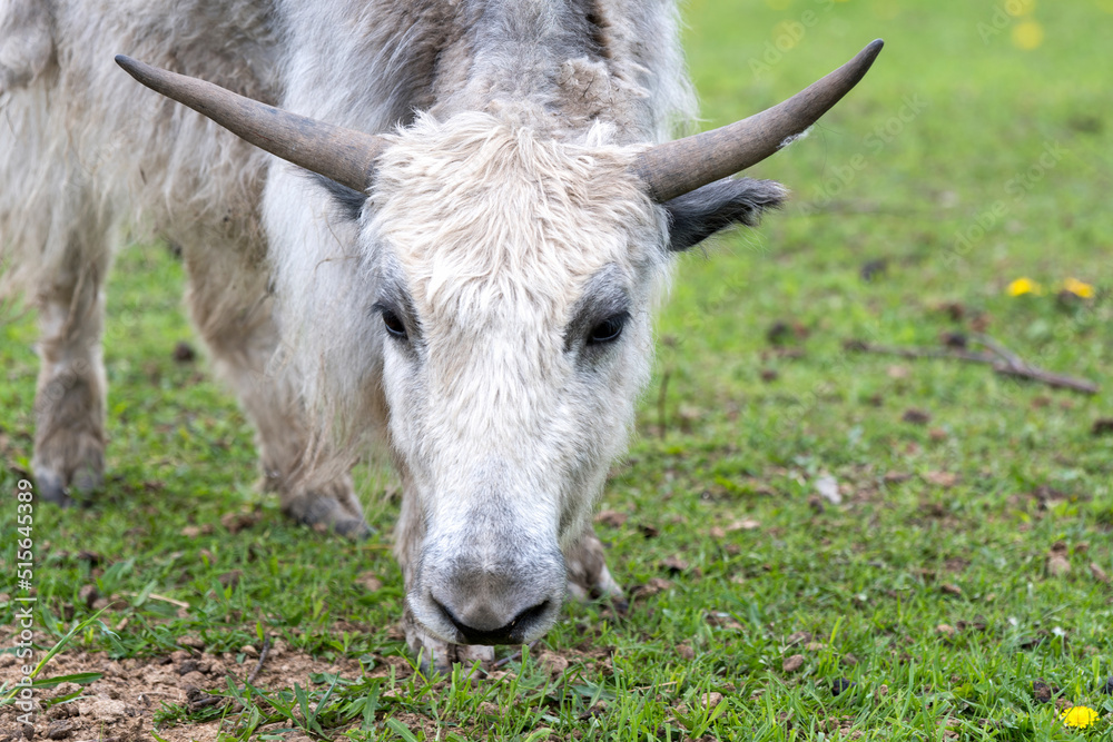 View of a yak grazing on the meadow. View of a yak grazing on the meadow.