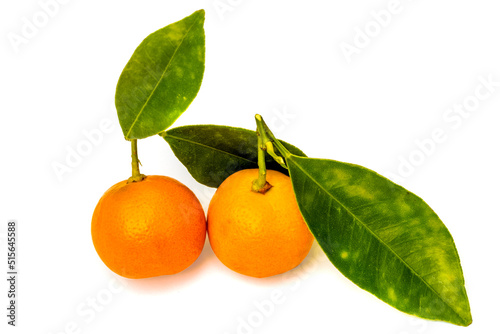 Kumquats 