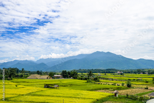 Beautiful scenic of rice field with local house and the mountain in the background
