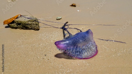 Closeup shot of a Portuguese man o' war (Physalia physalis) on a sand beach photo