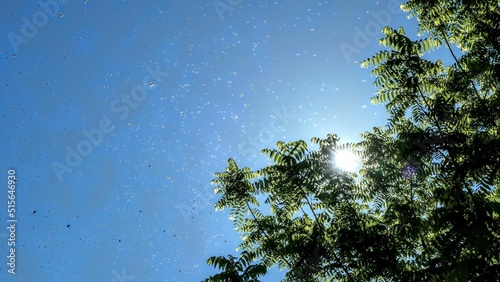 Fotografija Low angle shot of Swarming bee colony over tree against blue sky in Lower Saxony