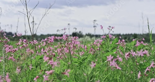 Flowers in field meadows. Walking through the summer meadow, flower field, admiring daisies, lupins and other wild flowers fluttering in the wind. High quality 4k footage
