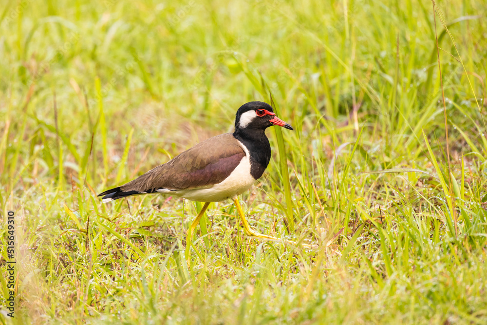 Red-wattled Lapwing (Vanellus indicus) bird in the field. Red-wattled Lapwing (Vanellus indicus) bird in the field.