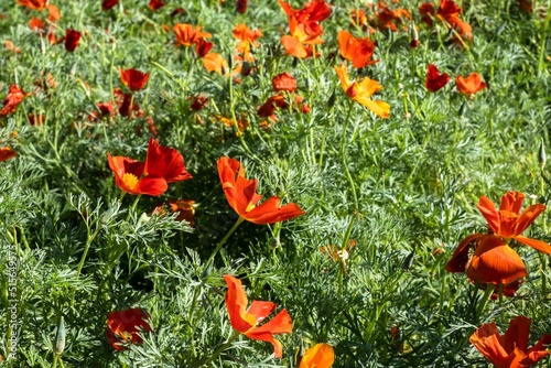 Closeup of red Eschscholtzia flowers growing in green shrubs on a sunny day photo