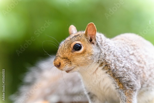 Macro portrait of an adorable Mearns's squirrel (Tamiasciurus douglasii mearnsi) with big eyes photo