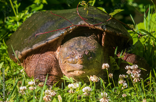 Common snapping turtle with clover