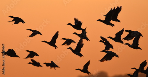 Winter ducks taking off at sunrise, Greylake, Somerset, UK