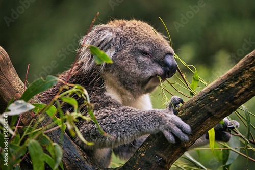 Photography Close-up shot of a koala holding on a branch and eating a plant.