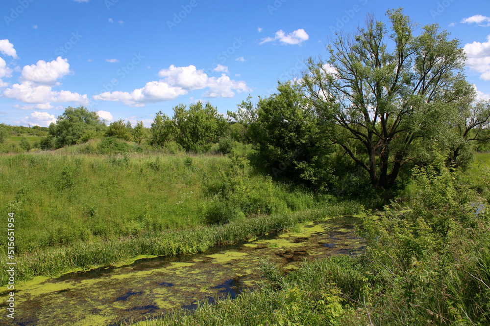 European landscape. A small calm river overgrown with algae. European landscape. A small calm river overgrown with algae.