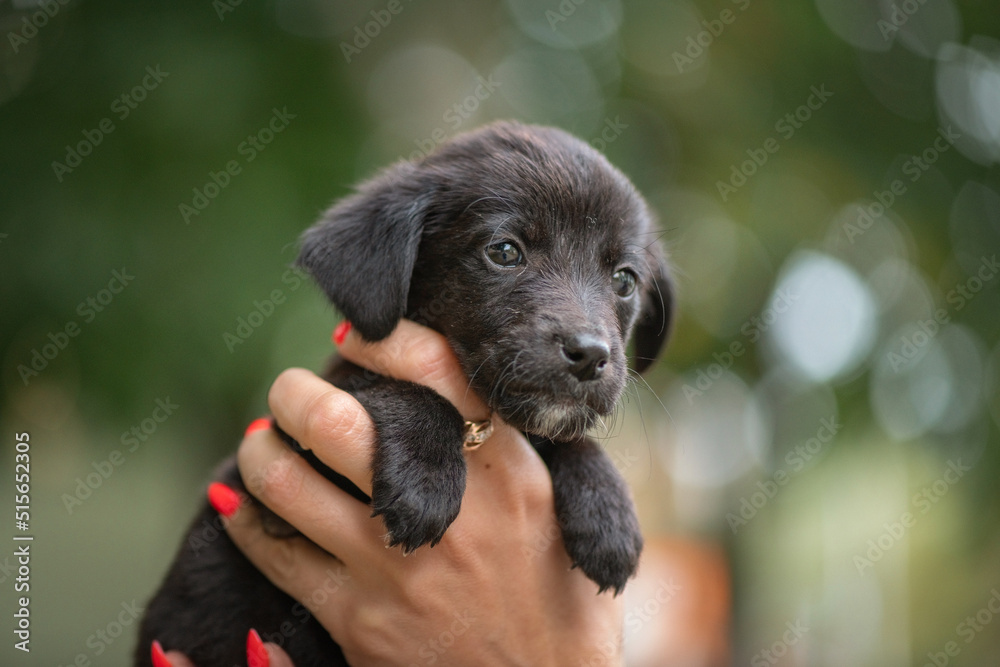 Close-up portrait of a small thoroughbred puppy in autumn. Close-up portrait of a small thoroughbred puppy in autumn.