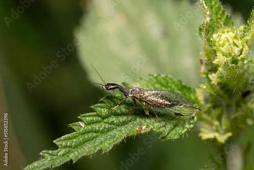 Macro shot of snakefly sitting on a leaf in the blurry background. photo