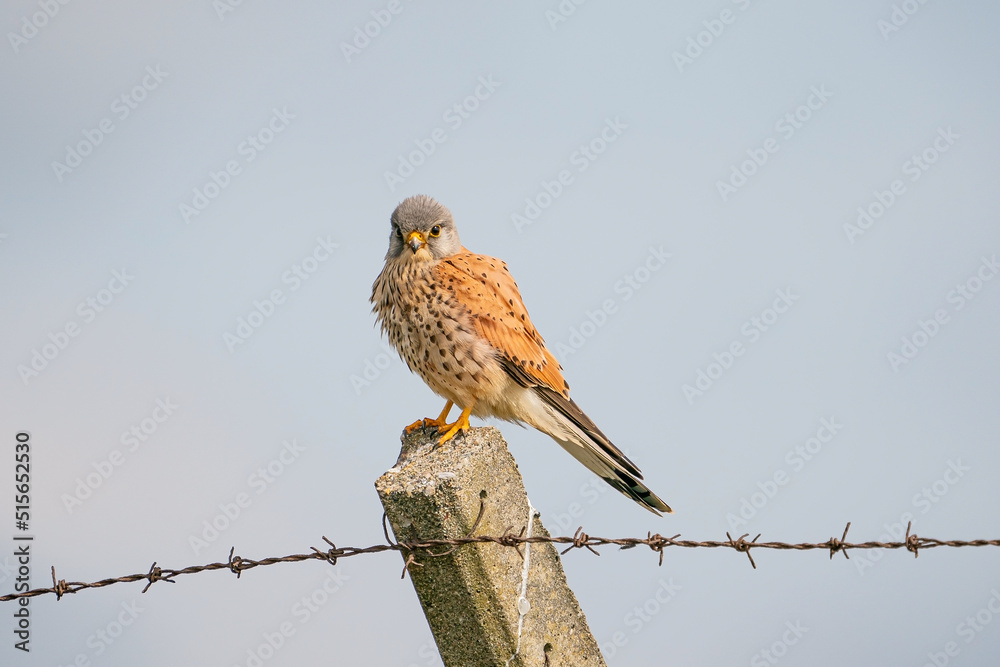 Common Kestrel (Falco tinnunculus) perched on a concrete pole Common Kestrel (Falco tinnunculus) perched on a concrete pole