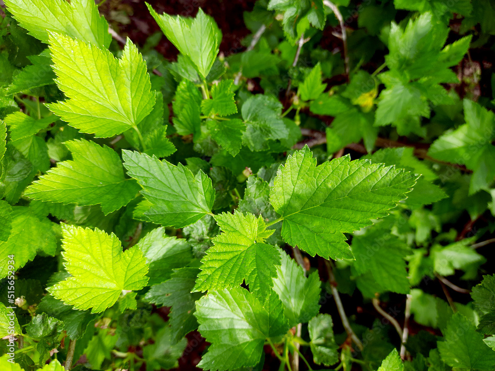 Black currant leaves, natural texture, medicinal plant for herbal tea. Black currant leaves, natural texture, medicinal plant for herbal tea.