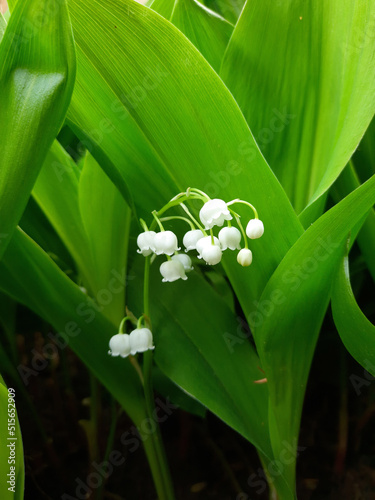 Lily of the valley white spring flowers.