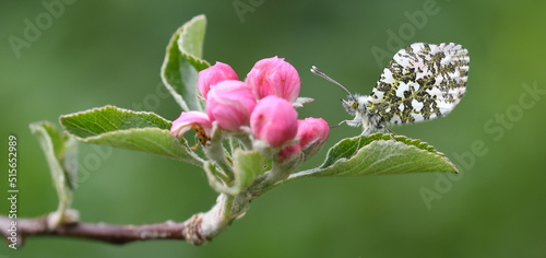 Orange-tip butterfly resting on apple blossom, Wales, UK