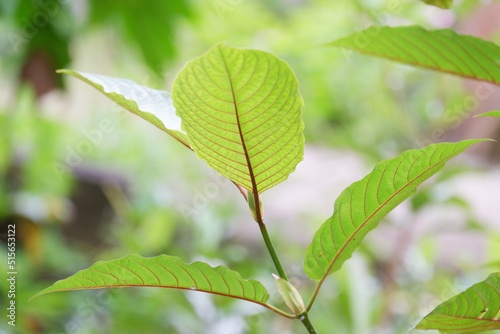 Kratom plant growing in a garden with green nature background 