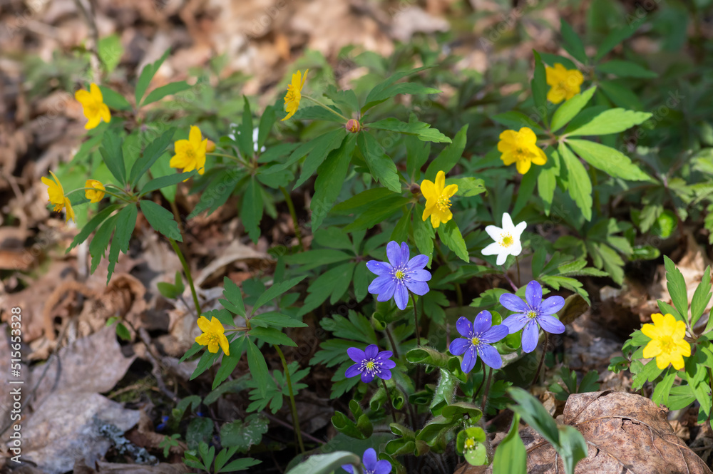 Closeup of flowers of anemone hepatica, wood anemone and yellow anemone growing together in the forest