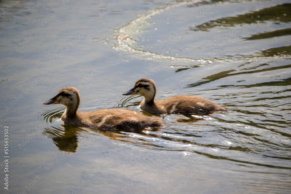 Two little ducklings (spot billed duck) swimming in the river on a sunny day.