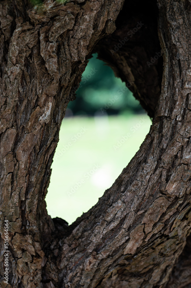 Rough wooden cortex of a pollard willow with a see through of green meadows