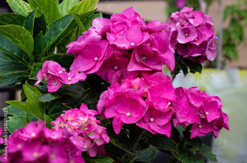 Pink blooming hortensia, hydrangea, flowers close up