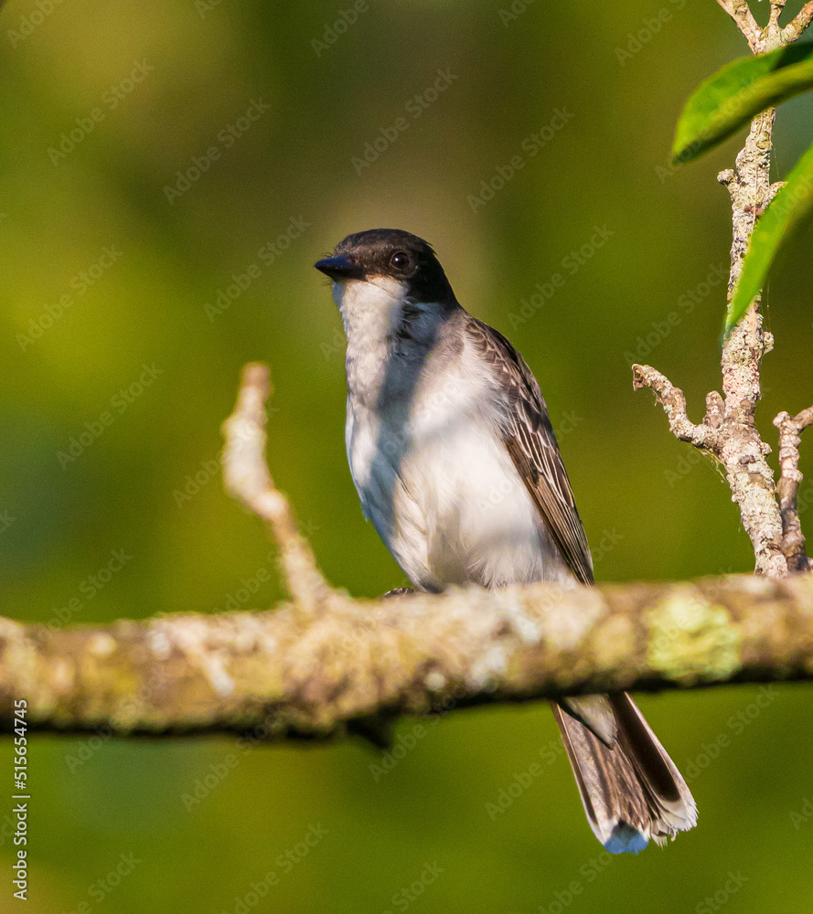 Naklejka premium Eastern kingbird on a branch