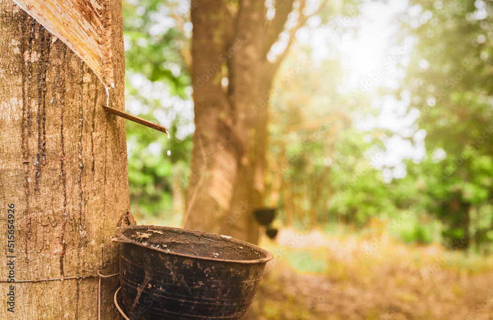 Rubber tapping in rubber tree garden. Natural latex extracted from para