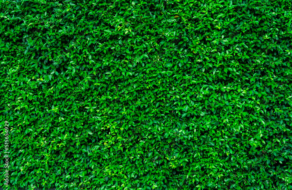 Small green leaves in hedge wall texture background. Closeup green