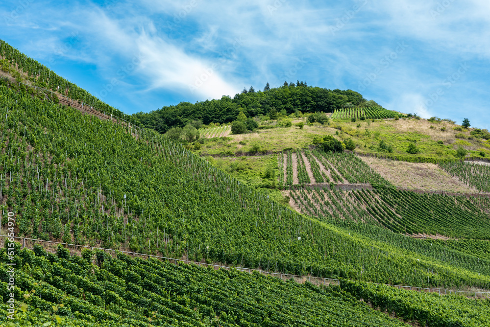 Vineyard and blue sky at the German Countryside