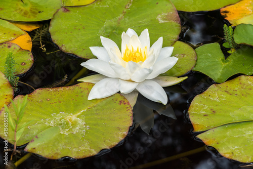 White blooming water lily with green leaves in a water pond photo