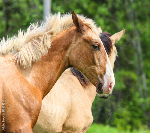 portrait of sly palomino horse  yellow horse with white mane  horse sly look