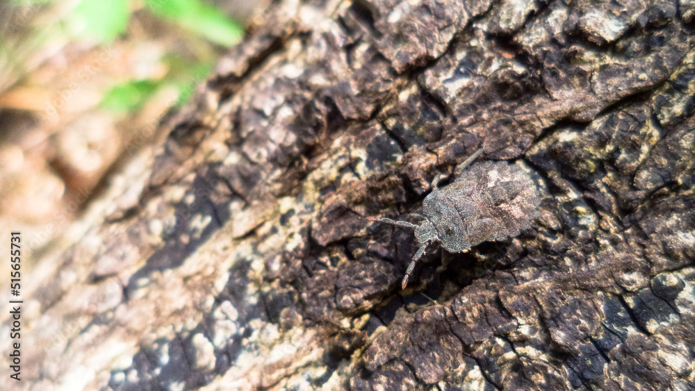 bug on tree trunk bug on tree trunk