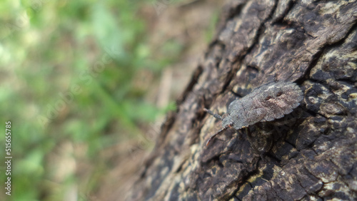Bug on a tree trunk